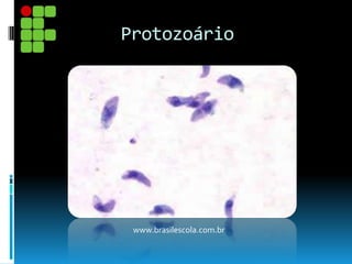 Protozoário
www.brasilescola.com.br
 