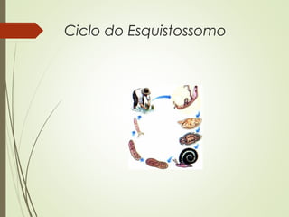 Ciclo do Esquistossomo 
 