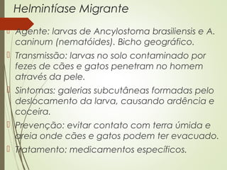 Helmintíase Migrante 
 Agente: larvas de Ancylostoma brasiliensis e A. 
caninum (nematóides). Bicho geográfico. 
 Transmissão: larvas no solo contaminado por 
fezes de cães e gatos penetram no homem 
através da pele. 
 Sintomas: galerias subcutâneas formadas pelo 
deslocamento da larva, causando ardência e 
coceira. 
 Prevenção: evitar contato com terra úmida e 
areia onde cães e gatos podem ter evacuado. 
 Tratamento: medicamentos específicos. 
 