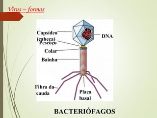 Vírus – formas 
Capsídeo 
(cabeça) DNA 
Pescoço 
Colar 
Bainha 
Fibra da 
cauda Placa 
basal 
BACTERIÓFAGOS 
 
