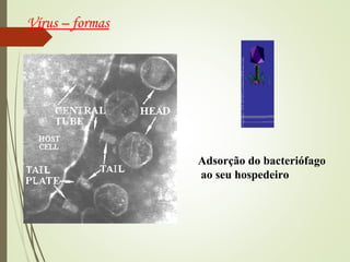 Adsorção do bacteriófago 
ao seu hospedeiro 
Vírus – formas 
 