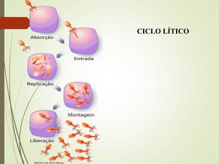 CICLO LÍTICO 
 