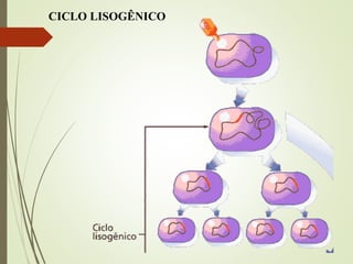 CICLO LISOGÊNICO 
 