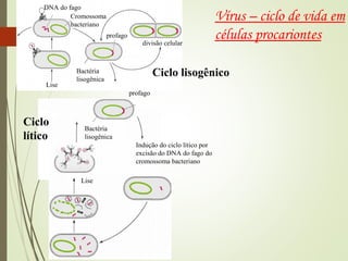 DNA do fago 
Cromossoma 
bacteriano 
profago 
divisão celular 
Bactéria 
lisogênica 
Lise 
Ciclo lisogênico 
profago 
Bactéria 
lisogênica 
lise 
Indução do ciclo lítico por 
excisão do DNA do fago do 
cromossoma bacteriano 
Lise 
Ciclo 
lítico 
Vírus – ciclo de vida em 
células procariontes 
 