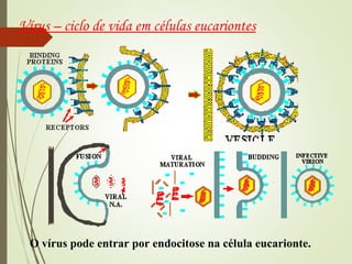 Vírus – ciclo de vida em células eucariontes 
O vírus pode entrar por endocitose na célula eucarionte. 
 