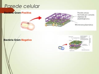 Parede celular 
Bactéria Gram-Positiva 
Bactéria Gram-Negativa 
 