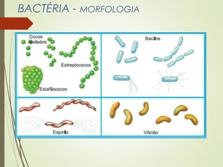 BACTÉRIA - MORFOLOGIA 
 