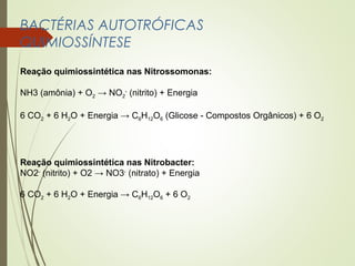 BACTÉRIAS AUTOTRÓFICAS 
QUIMIOSSÍNTESE 
Reação quimiossintética nas Nitrossomonas: 
NH3 (amônia) + O→ NO- (nitrito) + Energia 
2 2 
6 CO2 + 6 H2O + Energia → C6H12O6 (Glicose - Compostos Orgânicos) + 6 O2 
Reação quimiossintética nas Nitrobacter: 
NO2- (nitrito) + O2 → NO3- (nitrato) + Energia 
6 CO2 + 6 H2O + Energia → C6H12O6 + 6 O2 
 