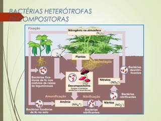 BACTÉRIAS HETERÓTROFAS 
DECOMPOSITORAS 
 