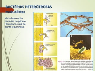 BBAACCTTÉÉRRIIAASS HHEETTEERRÓÓTTRROOFFAASS 
mmuuttuuaalliissttaass 
Mutualismo entre 
bactérias do gênero 
Rhizobium e raiz de 
planta leguminosa. 
 