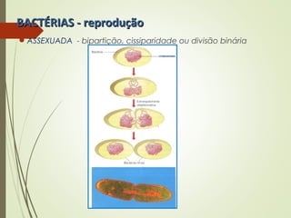 BBAACCTTÉÉRRIIAASS -- rreepprroodduuççããoo 
ASSEXUADA - bipartição, cissiparidade ou divisão binária 
 