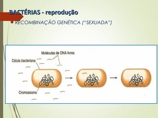 BBAACCTTÉÉRRIIAASS -- rreepprroodduuççããoo 
RECOMBINAÇÃO GENÉTICA (“SEXUADA”) 
 