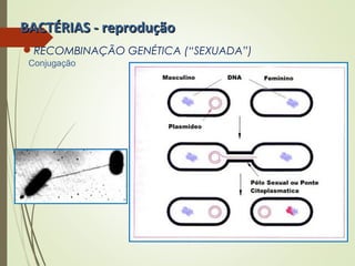 BBAACCTTÉÉRRIIAASS -- rreepprroodduuççããoo 
RECOMBINAÇÃO GENÉTICA (“SEXUADA”) 
Conjugação 
 