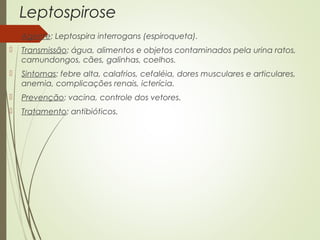 Leptospirose 
 Agente: Leptospira interrogans (espiroqueta). 
 Transmissão: água, alimentos e objetos contaminados pela urina ratos, 
camundongos, cães, galinhas, coelhos. 
 Sintomas: febre alta, calafrios, cefaléia, dores musculares e articulares, 
anemia, complicações renais, icterícia. 
 Prevenção: vacina, controle dos vetores. 
 Tratamento: antibióticos. 
 