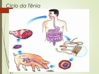Ciclo da Tênia 
 