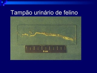 Tampão urinário de felino 