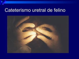 Cateterismo uretral de felino 