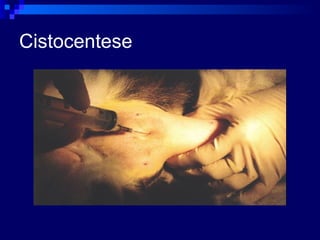 Cistocentese 
