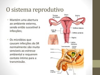 O sistema reprodutivo
• Mantém uma abertura
ao ambiente externo,
sendo então suscetível à
infecções;
• Os micróbios que
causam infecções do SR
normalmente são muito
sensíveis ao estresse
ambiental e requerem
contato íntimo para a
transmissão.
 