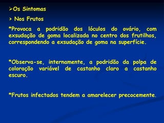 Os Sintomas
> Nos Frutos
*Provoca a podridão dos lóculos do ovário, com
exsudação de goma localizada no centro dos frutilhos,
correspondendo a exsudação de goma na superfície.
*Observa-se, internamente, a podridão da polpa de
coloração variável de castanho claro a castanho
escuro.
*Frutos infectados tendem a amarelecer precocemente.
 