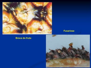 Broca do fruto
Fusariose
 