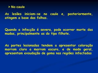 > No caule
As lesões iniciam-se no caule e, posteriormente,
atingem a base das folhas.
Quando a infecção é severa, pode ocorrer morte das
mudas, principalmente as do tipo filhote.
As partes lesionadas tendem a apresentar coloração
marrom claro a marrom escuro, e de modo geral,
apresentam exsudação de goma nas regiões infectadas
 