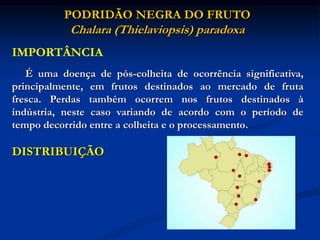 IMPORTÂNCIA
É uma doença de pós-colheita de ocorrência significativa,
principalmente, em frutos destinados ao mercado de fruta
fresca. Perdas também ocorrem nos frutos destinados à
indústria, neste caso variando de acordo com o período de
tempo decorrido entre a colheita e o processamento.
DISTRIBUIÇÃO
PODRIDÃO NEGRA DO FRUTO
Chalara (Thielaviopsis) paradoxa
 