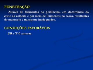 PENETRAÇÃO
Através de ferimentos no pedúnculo, em decorrência do
corte da colheita e por meio de ferimentos na casca, resultantes
do manuseio e transporte inadequados.
CONDIÇÕES FAVORÁVEIS
UR e TºC amenas
 