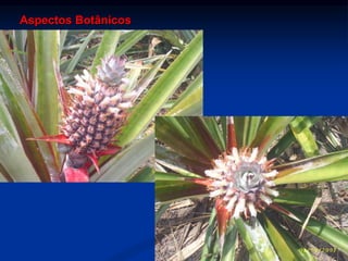 Aspectos Botânicos
 