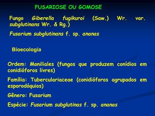 FUSARIOSE OU GOMOSE
Fungo Giberella fugikuroi (Saw.) Wr. var.
subglutinans Wr. & Rg.)
Fusarium subglutinans f. sp. ananas
Bioecologia
Ordem: Moniliales (fungos que produzem conídios em
conidióforos livres)
Família: Tuberculariaceae (conidióforos agrupados em
esporodóquios)
Gênero: Fusarium
Espécie: Fusarium subglutinas f. sp. ananas
 