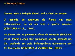  Período Critico
Ocorre após a indução floral, até o final da antese.
O período de abertura de flores em cada
inflorescência, se dá em três a quatro semanas
(VENTURA et al., 1981).
As flores são os principais sítios de infecção (BOLKAN
et al, 1979) e cada flor permanece aberta somente um
dia, podendo em cada inflorescência abrirem-se até
10 flores/dia (VENTURA & ZAMBOLIM, 2002).
 