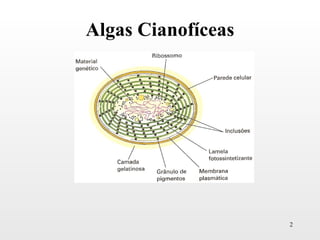 Algas Cianofíceas




                    2
 