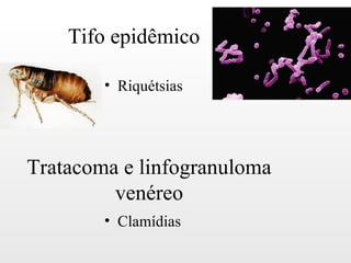 Tifo epidêmico

        • Riquétsias




Tratacoma e linfogranuloma
         venéreo
        • Clamídias
 