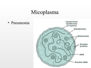 Micoplasma
• Pneumonia
 