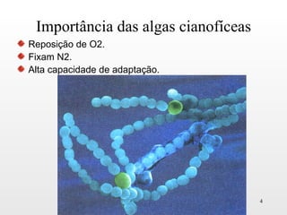 Importância das algas cianofíceas
Reposição de O2.
Fixam N2.
Alta capacidade de adaptação.




                                     4
 