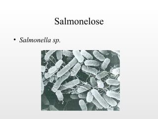 Salmonelose
• Salmonella sp.
 