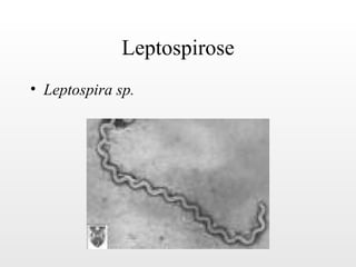 Leptospirose
• Leptospira sp.
 