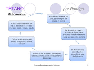 TÉTANO   por Rodrigo Doenças Causadas por Agentes Biológicos Ciclo evolutivo: 