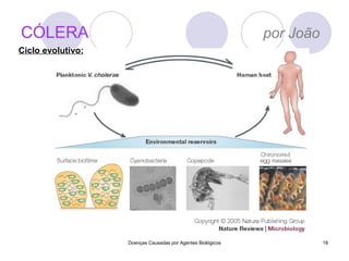 CÓLERA   por João Doenças Causadas por Agentes Biológicos Ciclo evolutivo: 