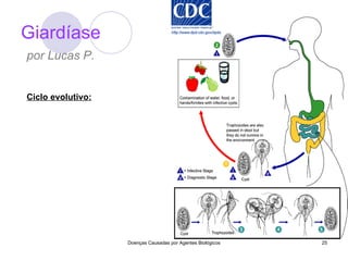 Giardíase Doenças Causadas por Agentes Biológicos por Lucas P. Ciclo evolutivo: 