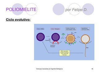 POLIOMIELITE  por Felipe D. Ciclo evolutivo: Doenças Causadas por Agentes Biológicos 