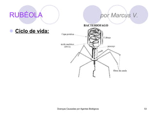 RUBÉOLA  por Marcus V.  Ciclo de vida: Doenças Causadas por Agentes Biológicos 