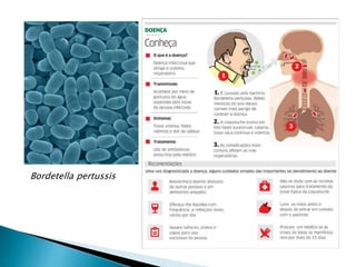 Bordetella pertussis
 