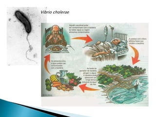 Vibrio cholerae
 