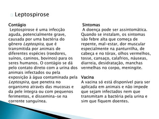 Leptospirose
Sintomas
A doença pode ser assintomática.
Quando se instalam, os sintomas
são febre alta que começa de
repente, mal-estar, dor muscular
especialmente na panturrilha, de
cabeça e no tórax, olhos vermelhos,
tosse, cansaço, calafrios, náuseas,
diarreia, desidratação, manchas
vermelhas no corpo, meningite.
Vacina
A vacina só está disponível para ser
aplicada em animais e não impede
que sejam infectados nem que
transmitam a bactéria pela urina e
sim que fiquem doentes.
Contágio
Leptospirose é uma infecção
aguda, potencialmente grave,
causada por uma bactéria do
gênero Leptospira, que é
transmitida por animais de
diferentes espécies (roedores,
suínos, caninos, bovinos) para os
seres humanos. O contágio se dá
pelo contato direto com a urina dos
animais infectados ou pela
exposição à água contaminada pela
Leptospira, que penetra no
organismo através das mucosas e
da pele íntegra ou com pequenos
ferimentos, e dissemina-se na
corrente sanguínea.
 