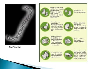 Leptospira
 