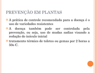 PREVENÇÃO EM PLANTAS A prática de controle recomendada para a doença é o uso de variedades resistentes A doença também pode ser controlada pela prevenção, ou seja, uso de mudas sadias visando a redução do inóculo inicial  tratamento térmico de toletes ou gemas por 2 horas a 50o C. 
