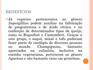 BENEFÍCIOS Já espécies pertencentes ao gênero Aspergillius podem auxiliar na fabricação de progesterona e de ácido cítrico; e na confecção de determinados tipos de queijo, como os Roquefort e Camembert. Graças a este grupo, o saquê, missô e tofu puderam fazer parte do cardápio de diversas pessoas no mundo. Champignons, bastante apreciados na culinária, inclusive na cozinha vegetariana, pertencem ao gênero Agaricus e são bastante ricos em proteínas.  