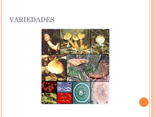VARIEDADES 