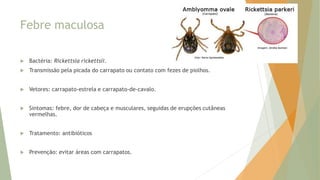 Febre maculosa
 Bactéria: Rickettsia rickettsii.
 Transmissão pela picada do carrapato ou contato com fezes de piolhos.
 Vetores: carrapato-estrela e carrapato-de-cavalo.
 Sintomas: febre, dor de cabeça e musculares, seguidas de erupções cutâneas
vermelhas.
 Tratamento: antibióticos
 Prevenção: evitar áreas com carrapatos.
 